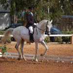 Dressage Cheval Ferme Equestre Maroc