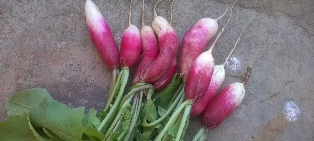 Nouveau ! Le potager donne sa première récolte !