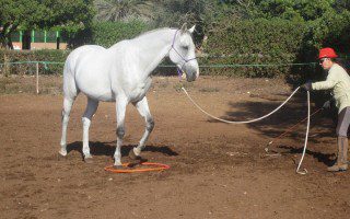 Stage équitation éthologique - la Ferme Equestre