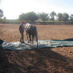 Stage équitation éthologique - la Ferme Equestre