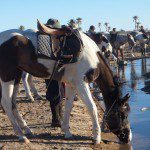Randonnée equestre merzouga 2015