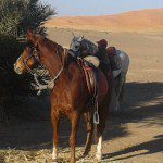 Randonnée à cheval merzouga 2016
